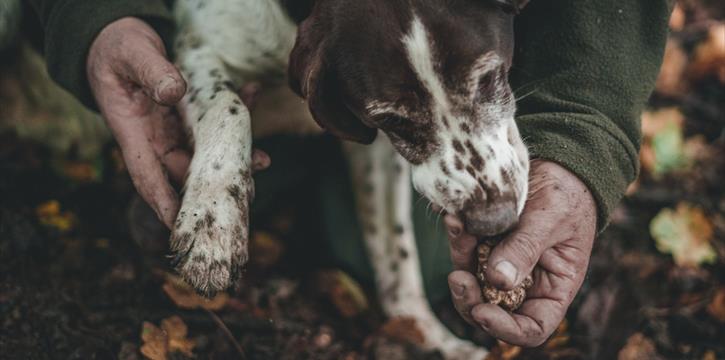 CACCIA AL TARTUFO NEL BOSCO DI BAULY