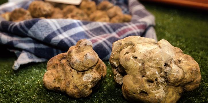 LE LANGHE, UNA TERRA DA GUSTARE - APPUNTAMENTO CON I "TRIFULAU" A MONTA' (CN)