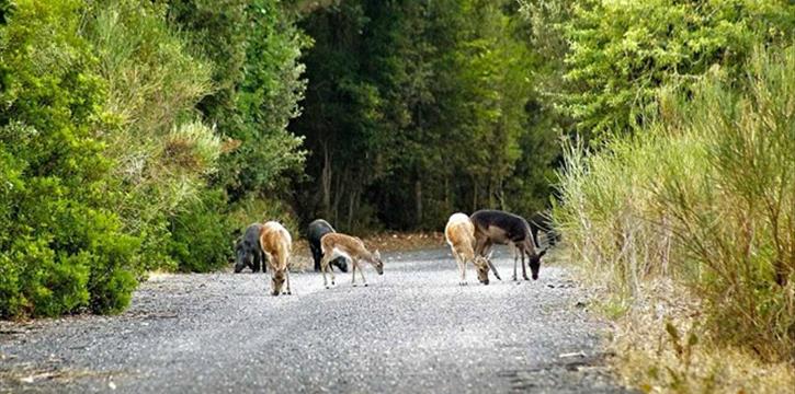 Annullata - CASTEL PORZIANO - PERCORSO NATURALISTICO DI MALPASSO