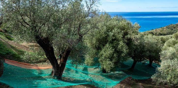 Annullata: WEEK-END ENOGASTRONOMICO NEL CILENTO