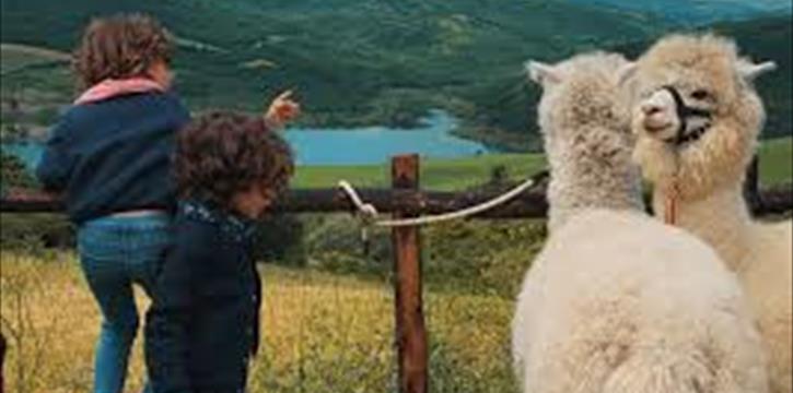UNA GIORNATA IN BASILICATA TRA STORIA ED ALPACA - CT SUD EST