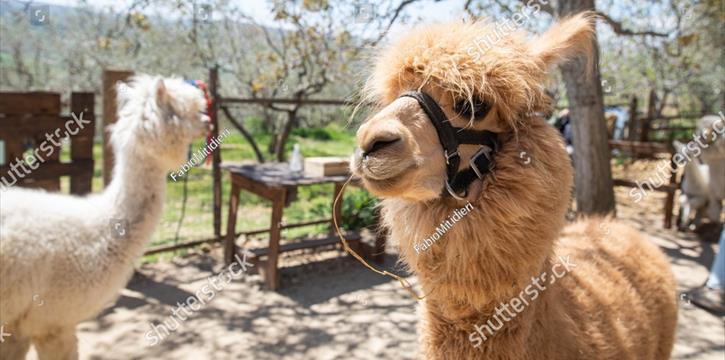 UNA GIORNATA IN BASILICATA TRA STORIA ED ALPACA - NUOVA DATA - CT SUD EST