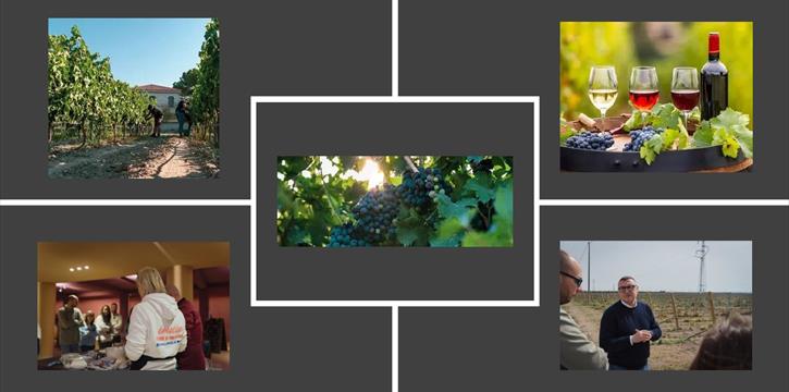 LA VENDEMMIA, PASSIONE E TRADIZIONE PER IL VINO - CANTINA LADOGANA AD ORTA NOVA (FG)
