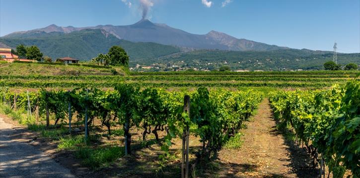 DOMENICA IN CANTINA - DEGUSTAZIONE VINI DELL'ETNA