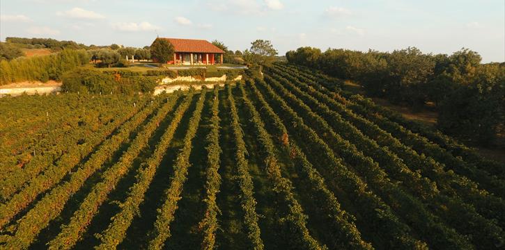 TENUTA ZAI, VIGNETO DEL CORIN. VISITA CON DEGUSTAZIONE E LIGHT BRUNCH