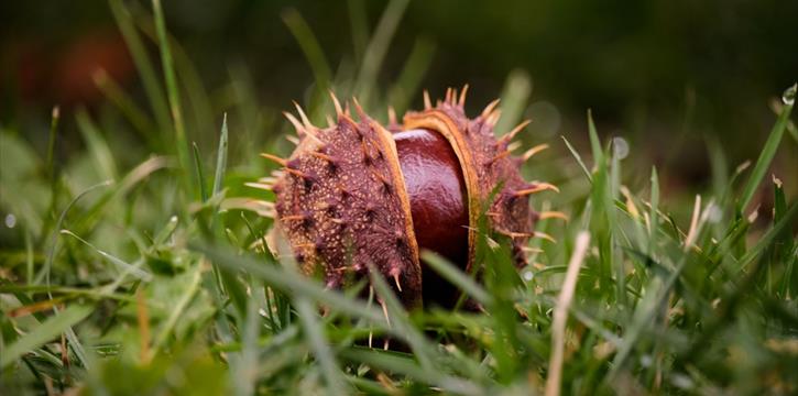 GIORNATA DELLA CASTAGNA 2025 CON PRANZO