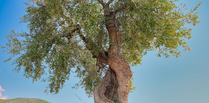 LE ECCELLENZE GASTRONOMICHE DEL GARGANO SI RACCONTANO