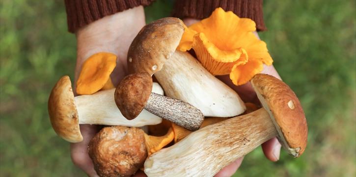 FUNGHI CHE PASSIONE - PRANZO IN SILA - TAVERNA (CZ)