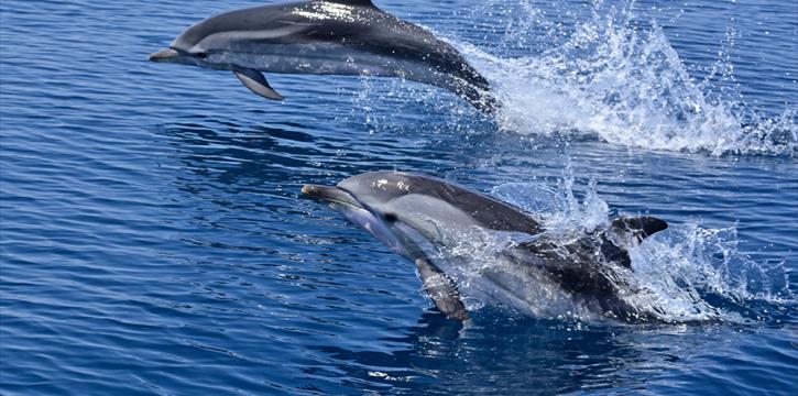 RICERCATORI PER UN GIORNO: ALLA SCOPERTA DEI DELFINI IN CATAMARANO - DUE APPUNTAMENTI
