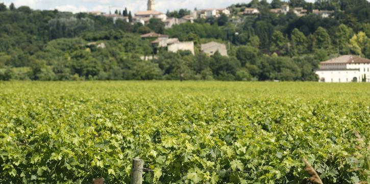 MAGNALONGA DELLA VALPOLICELLA, UNA CAMMINATA NON COMPETITIVA TRA NATURA ED ENOGASTRONOMIA