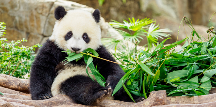 CINA - TIBET - PANDA E RISAIE