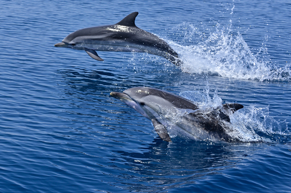 RICERCATORI PER UN GIORNO: ALLA SCOPERTA DEI DELFINI IN CATAMARANO - DUE APPUNTAMENTI