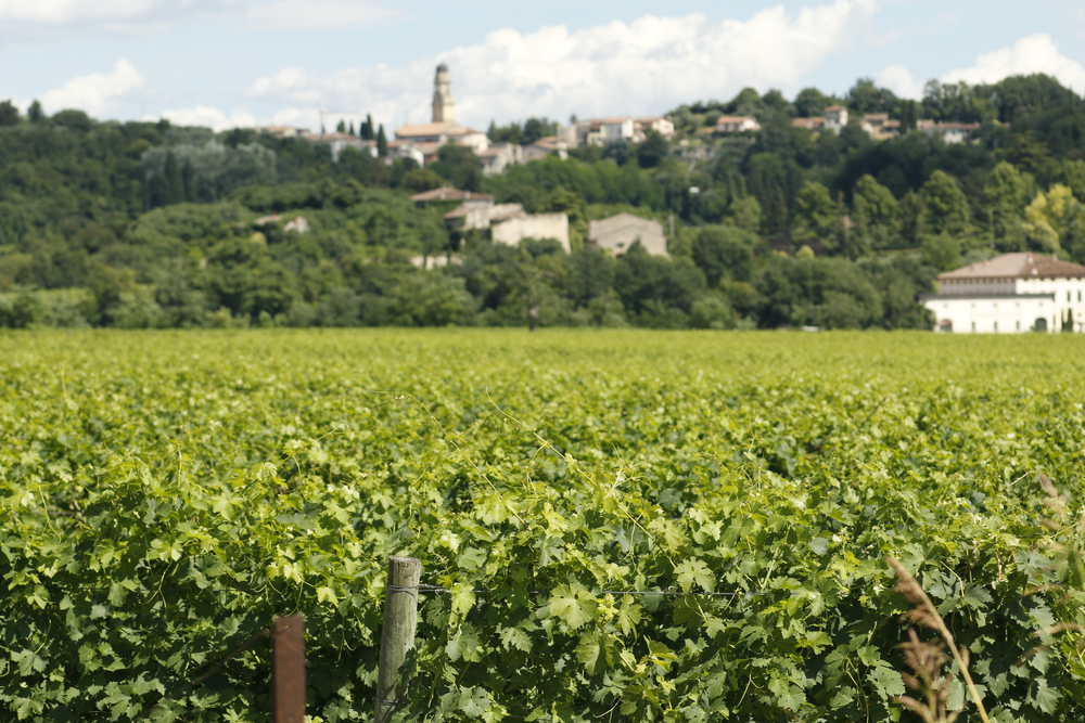 MAGNALONGA DELLA VALPOLICELLA, UNA CAMMINATA NON COMPETITIVA TRA NATURA ED ENOGASTRONOMIA