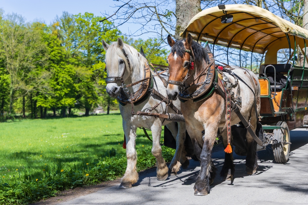 GIRI IN CARROZZA NEL PARCO REGIONALE LA MANDRIA