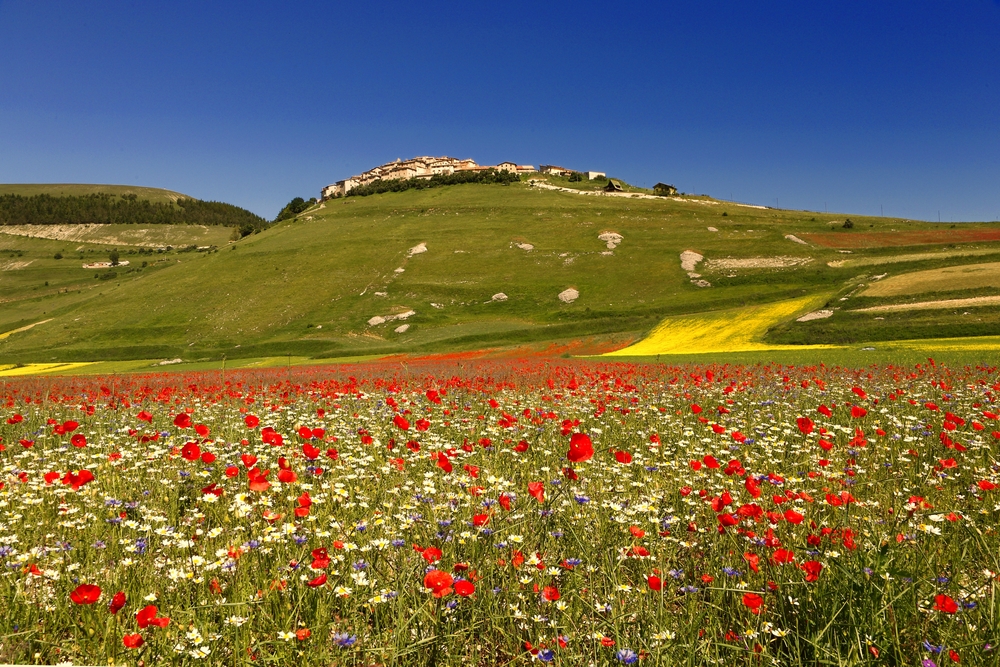 LA MAGIA DELLA FIORITURA DELLE LENTICCHIE A CASTELLUCCIO - GITA DI 3 GIORNI