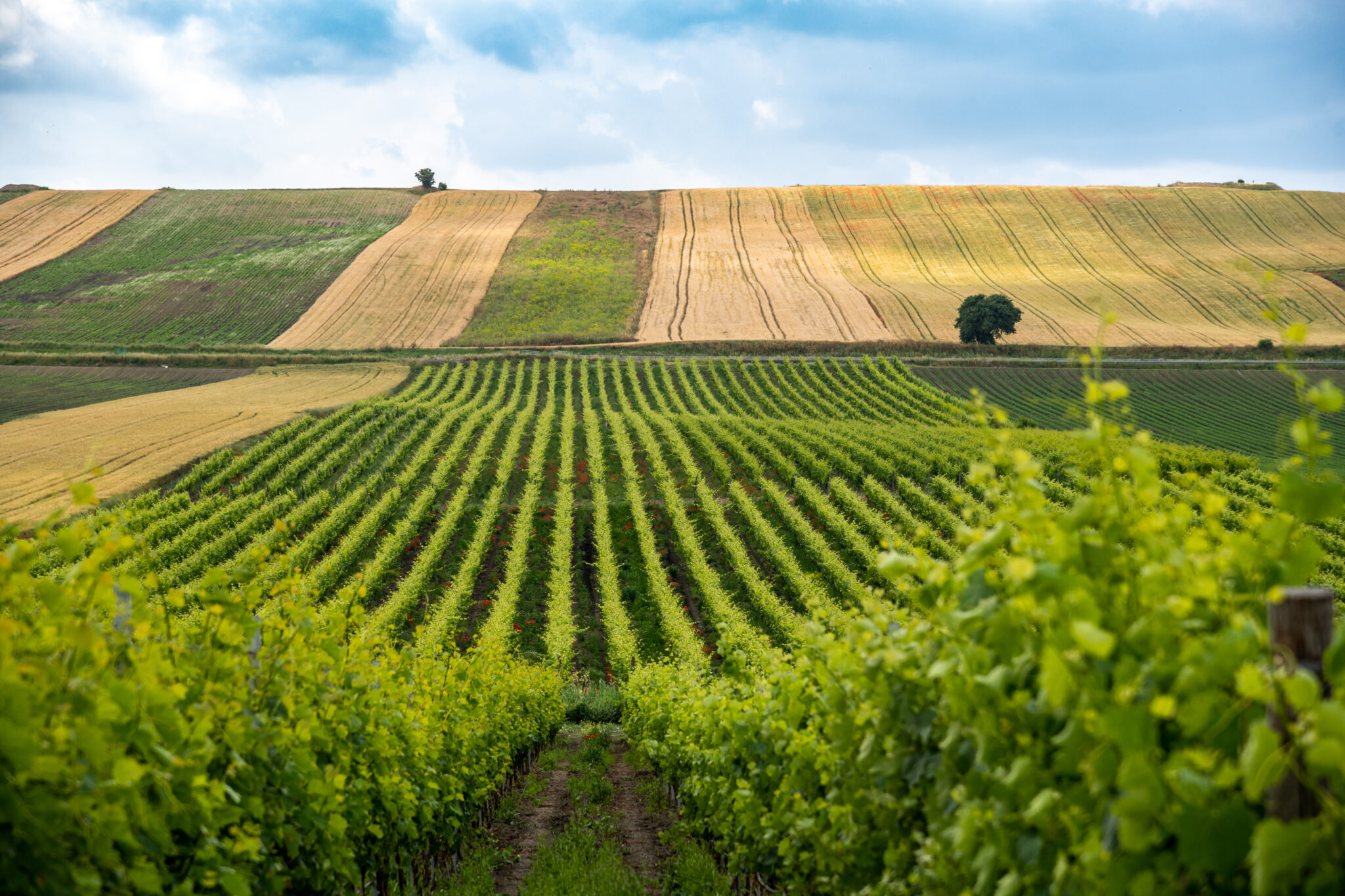 VISITA ALLE CANTINE CAPPABIANCA CON DEGUSTAZIONE