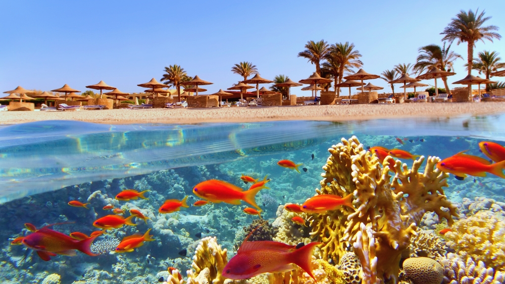 MAR ROSSO - SHARM EL SHEIKH - VERACLUB SHARM