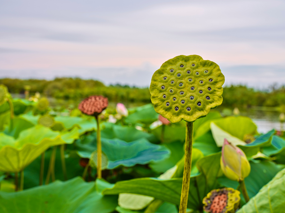 NAVIGAZIONE DEL LAGO SUPERIORE DI MANTOVA, TRA I FIORI DI LOTO