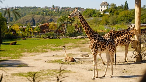UNA GIORNATA ALLO ZOO SAFARI