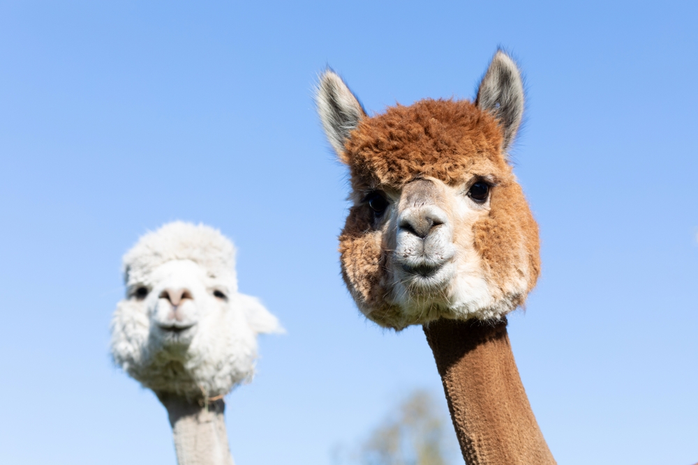 FAMILY DAY NELLA NATURA: UNA MATTINATA CON GLI ALPACA - SCANDICCI (FI)