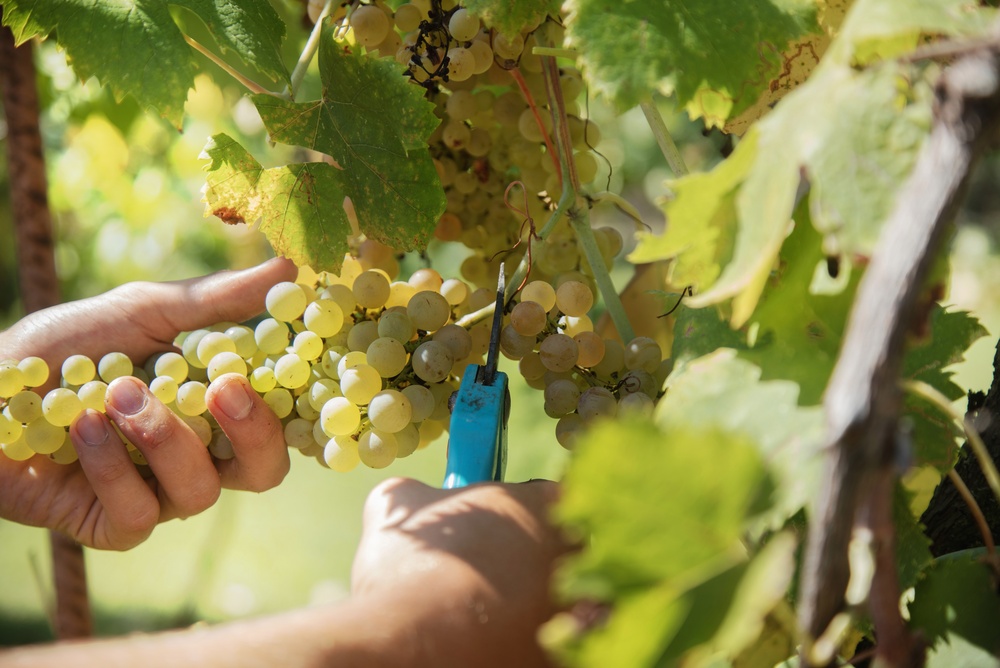 VENDEMMIA EXPERIENCE: TRADIZIONE, NATURA E CONVIVIALITA'