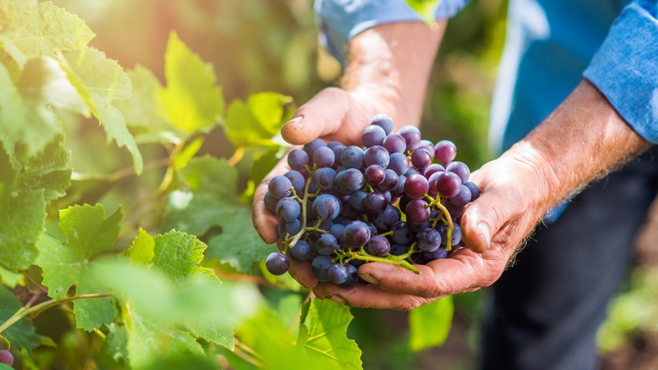 LE CANTINE BALBIANO TRA STORIA E TRADIZIONE: VISITA GUIDATA CON DEGUSTAZIONE