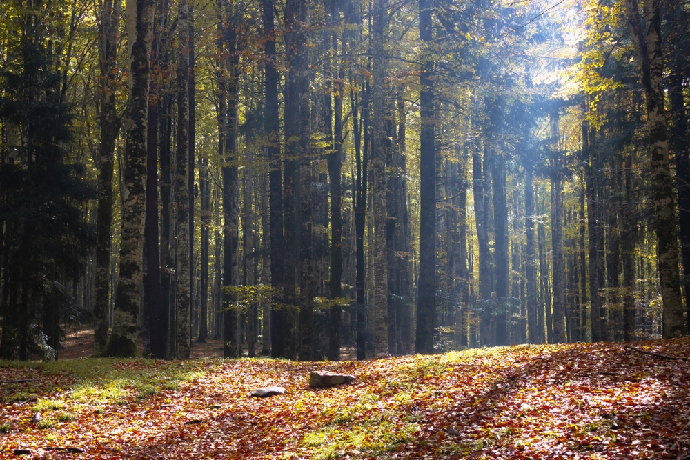 TREKKING NELLA FORESTA DEL CANSIGLIO
