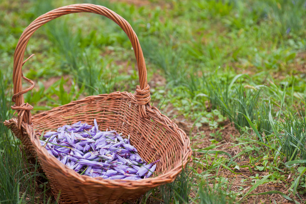 NATURA ABRUZZESE E L’ORO DELLA MAIELLA, LO ZAFFERANO: 2 GIORNI TRA BORGHI, TRADIZIONI E SAPORI