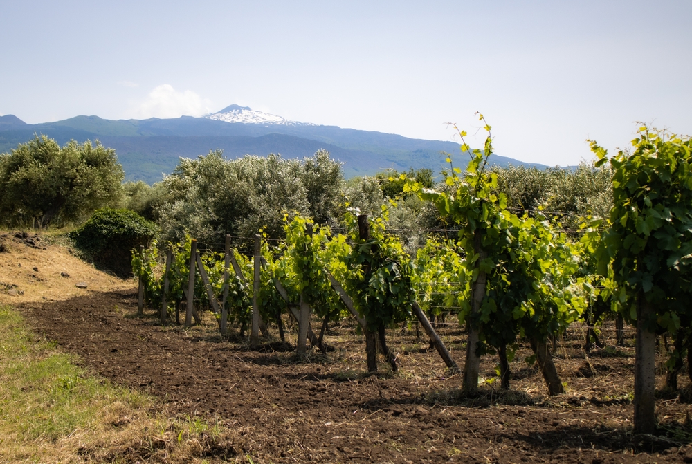 AUTUNNO IN VIGNA: VISITA GUIDATA DEL PALMENTO COSTANZO CON DEGUSTAZIONE