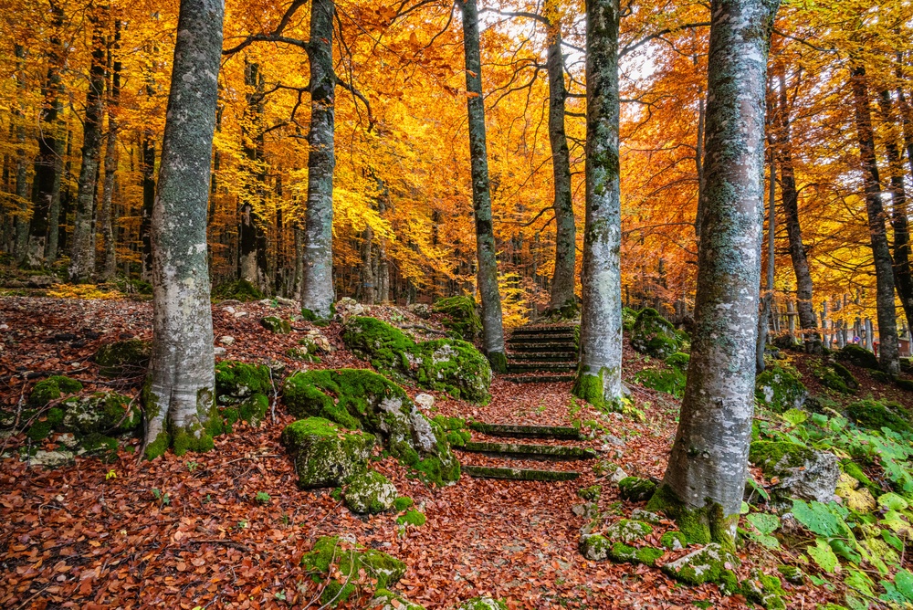 FOLIAGE TOUR - I SENTIERI DORATI DEL DOSOLO (BO)